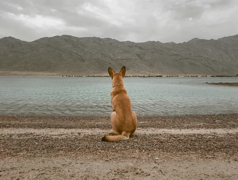 Separation Anxiety Solutions: Creating Calm When You Leave Your Dog Alone