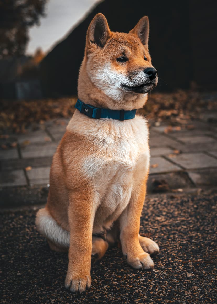 From Fearful to Confident: Helping Your Anxious Dog Navigate the World