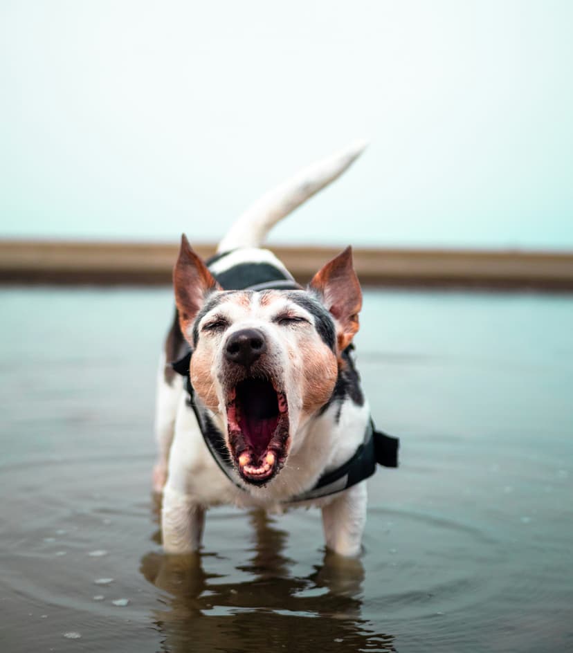 Reactive Dogs: Understanding and Transforming Challenging Behaviors