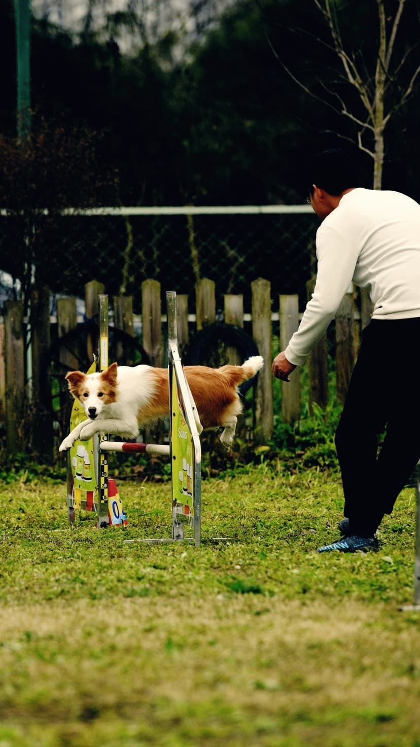 Beyond Sit and Stay: Teaching Fun and Useful Tricks with Positive Reinforcement
