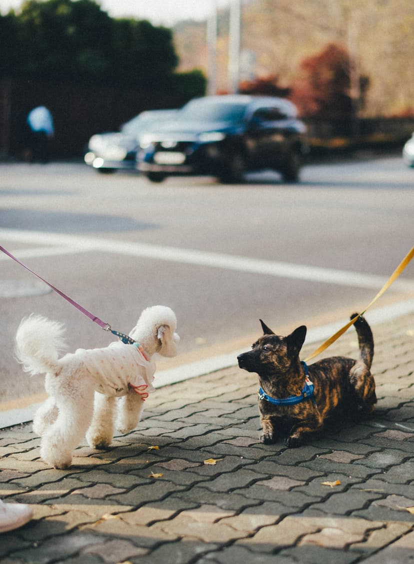 Social Skills for Your Pooch: A Guide to Safe and Positive Dog-Dog Introductions