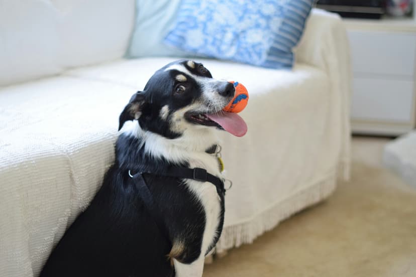 Mental Enrichment for Dogs: Building a Smarter, Happier Companion