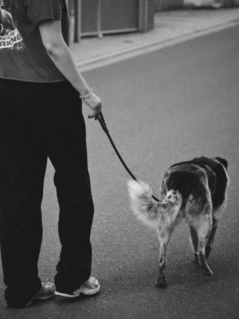 Stop the Tug-of-War: 5 Positive Steps to Leash Training Success