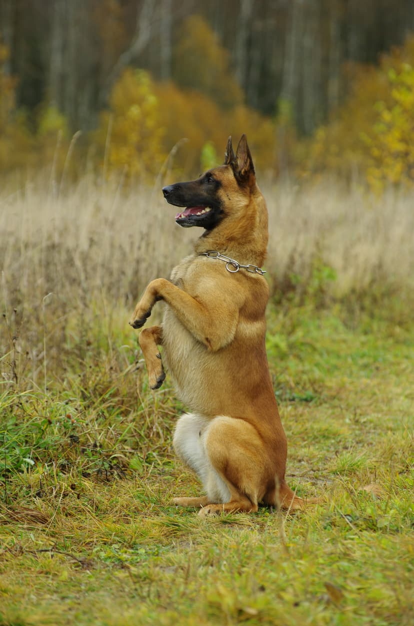 Decoding Dog Behavior: The Science Behind Your Pet's Actions