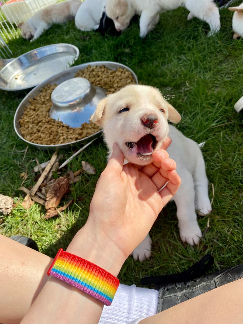 Nip It in the Bud: Effective Strategies for Stopping Puppy Biting and Mouthing