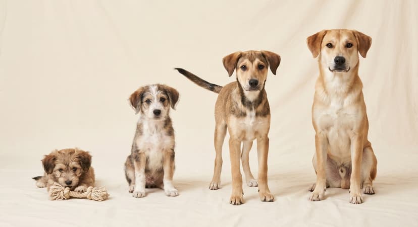 Puppy Training Schedule by Age: A Week-by-Week Guide From 8 Weeks to 1 Year
