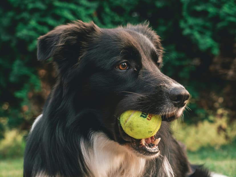 Resource Guarding Explained: Why Dogs Protect Their Stuff and How to Help