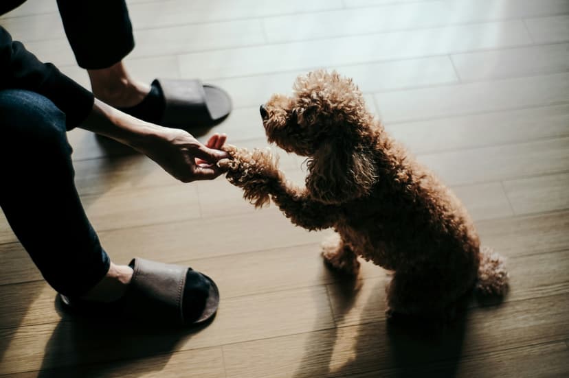 Dog Trainer vs Dog Behaviorist: Which Professional Does Your Dog Need?