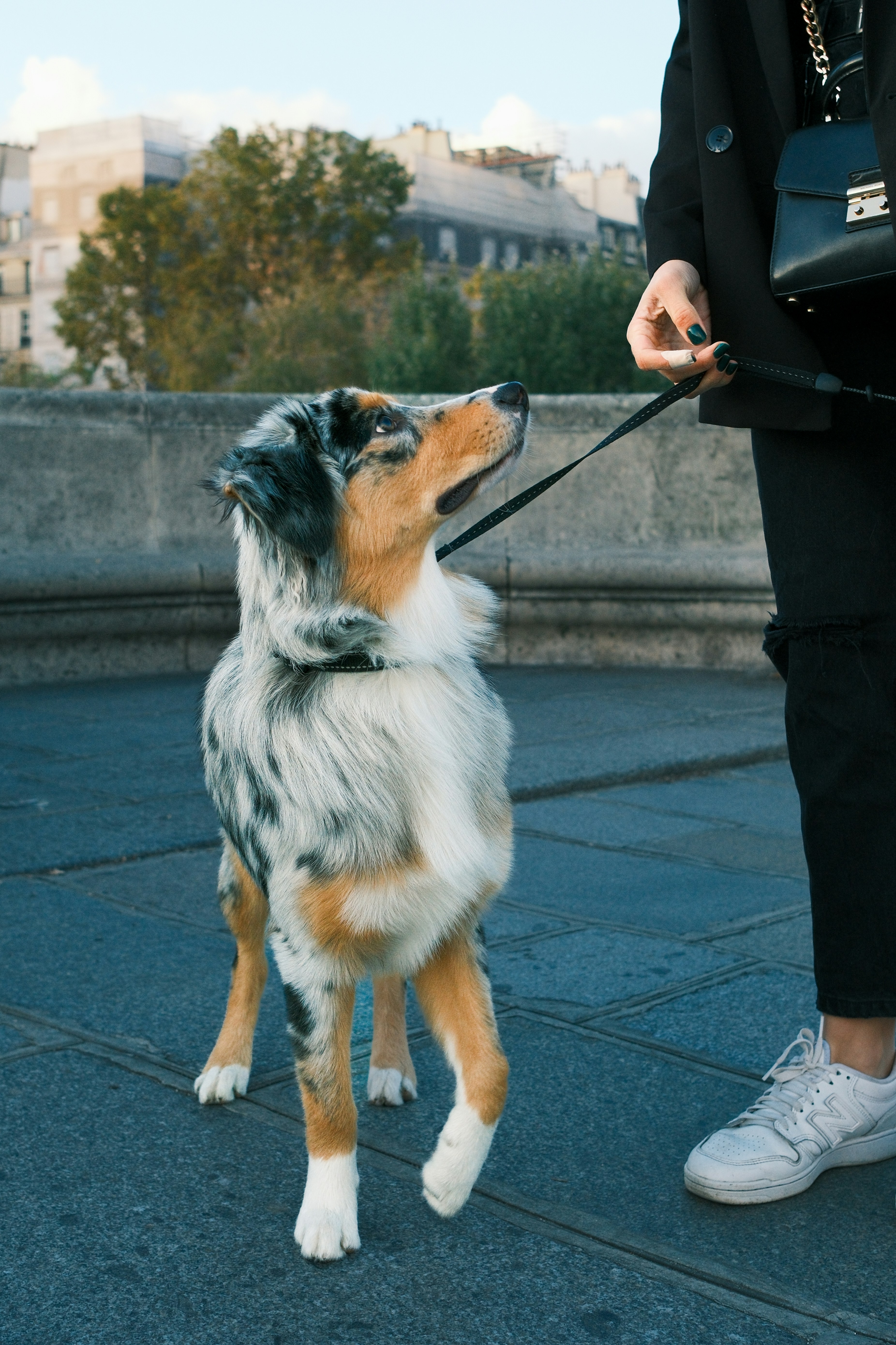 Session with a dog behaviorist analyzing body language